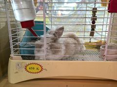 -宠物兔专门店(天丰利市场店)