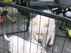 -唐小姐の猫狗洗护·购宠旗舰店(周浦万达店)