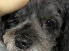 -美联众合动物医院·24h转诊中心
