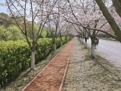 -高东镇樱花园