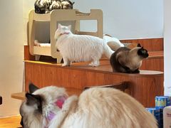 -有猫主题·治愈系猫咖(曾厝垵店)