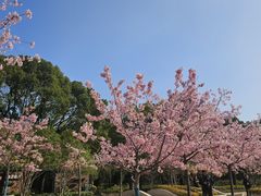 -新江湾城公园