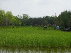 -溱湖国家湿地公园