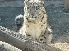 -青藏高原野生动物园