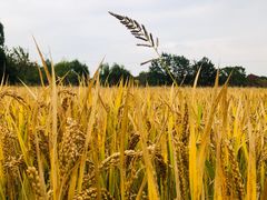 -梁鸿国家湿地公园