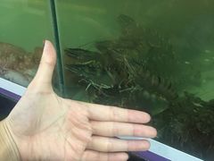 -QQ海鲜餐厅
