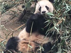 -成都大熊猫繁育研究基地