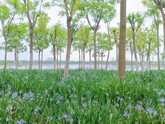 -天津东丽湖风景区