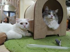 -猫和宫(六道口店)