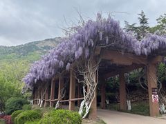 -石老人观光园