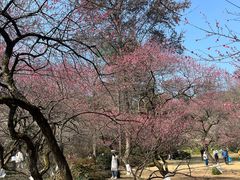 -杭州植物园