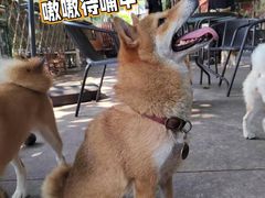 -柴犬高等学院·狗咖·柴犬售卖·宠物训练