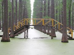 -渌洋湖湿地公园