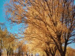 -野鸭湖国家湿地公园