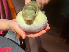 -肆月河豚·淮扬菜·湘菜(华天店)