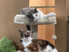 -萌兽医馆·宠物医院·猫骨科(创景店)