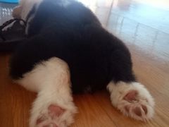 -翊宠yipet猫狗购宠庄园犬舍•猫舍