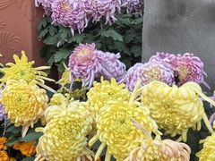 -南山植物园