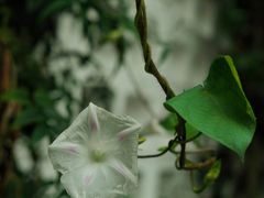 -扫雪煮茶(西村店)