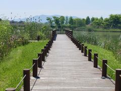 -西京湾花海