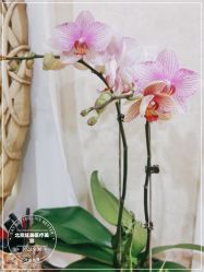 -北京炫美医疗美容
