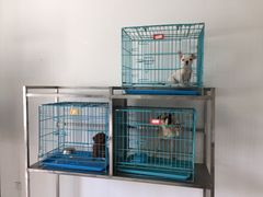 -翊宠yipet猫狗购宠庄园犬舍•猫舍