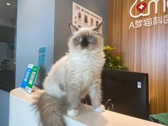 -御宝贝·A梦猫科宠物医院(国际猫友好医院)