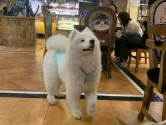 -more than meow吴止猫主题餐厅(承德 中船汇店)