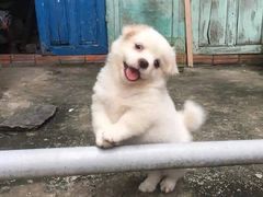 -盒马鲜生(杨高南路店)