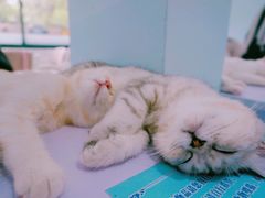 -喵的天空名猫咖啡馆·撸猫·猫舍·用品