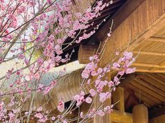 -苏州上方山国家森林公园