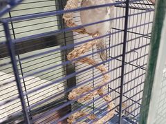 -momokira米努特·德文卷毛猫·棉花面纱犬