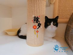 -宠小格时尚宠物生活馆(唐镇店)
