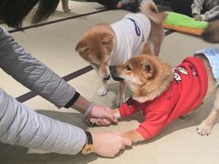 -逗柴咖啡屋·狗咖猫咖宠物桌游