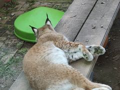 -青藏高原野生动物园