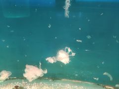 -左海海底世界