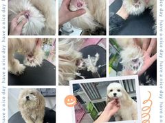 -唐小姐の猫狗洗护·购宠旗舰店(周浦万达店)