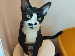 -有喵·猫咖·狗咖·30几只猫10只小狗(岗厦店)
