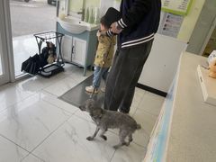 -艾吉宠物医院·疑难杂症转诊中心·猫友好(碧江路院)
