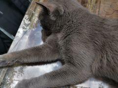 -喵屿·大理花园猫咖