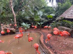 -海南热带野生动植物园