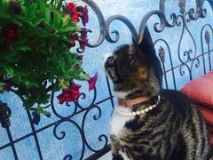 海边的猫和咖啡馆-海边的猫和咖啡馆