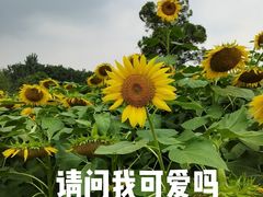-天府芙蓉园