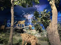 -国家自然博物馆