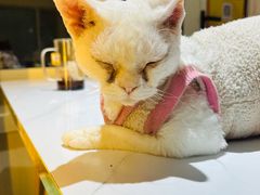 -猫小院猫主题餐厅(南锣旗舰店)