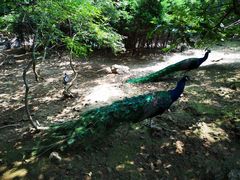 -燕塞湖鸟语林景区