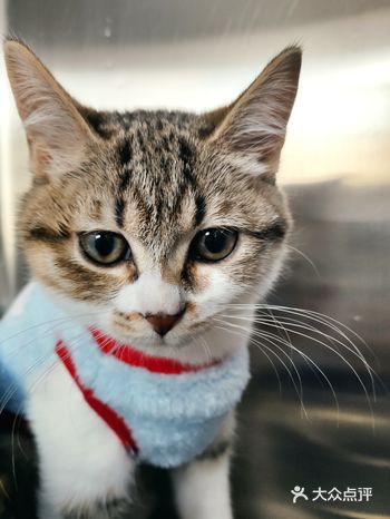 从大众点评上搜附近的宠物医院，发现这家医院评价还不错