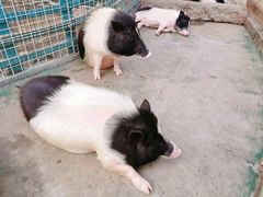 -灵玲国际马戏城