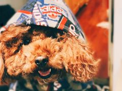 -爱侣宠医·鹦鹉专科·小型哺乳类·异宠专科(灵石路店)