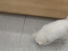 -谐和贝康宠物医院24小时·宠保定点(急重症转诊中心)